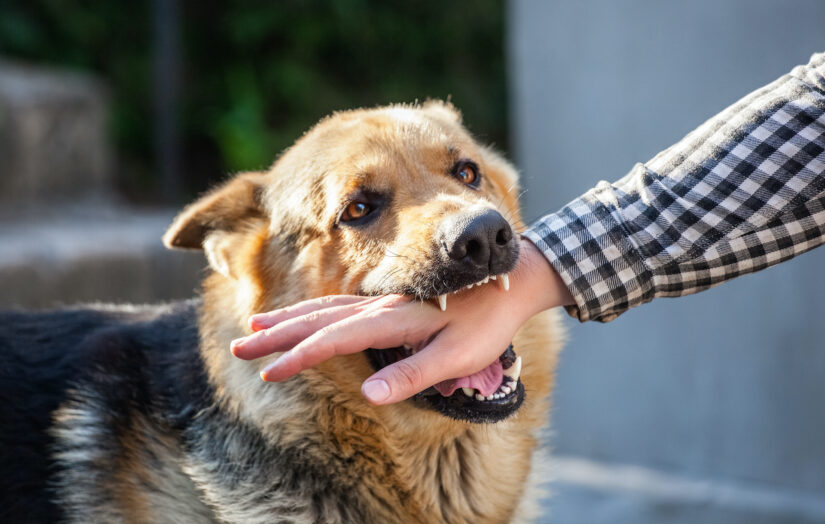 Photo of dog biting a hand
